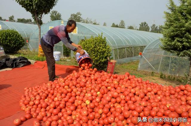 秋季大棚小西红柿的种植与管理,春季大棚西红柿种植方法全过程(1)