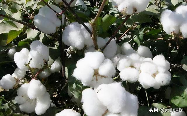 一亩棉花利润多少,100亩棉花一年利润多少(1)