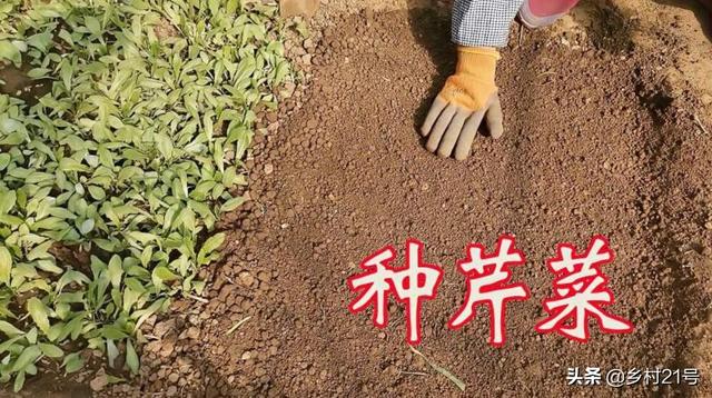 南方芹菜种植时间和方法,南方芹菜几月份种植最好(4)