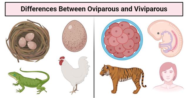 胎生动物与卵生动物的区别,胎生动物与卵生动物的出生方式(2)