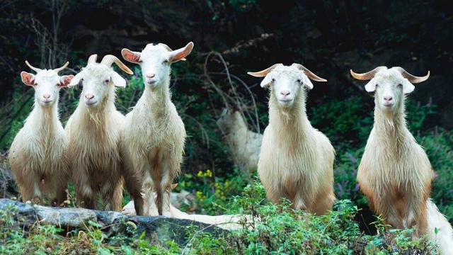 羊最多可以活多少岁,羊的寿命一般在多少年左右(3)