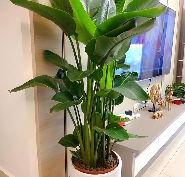 客厅上档次绿植,客厅适合摆放的十大植物(2)