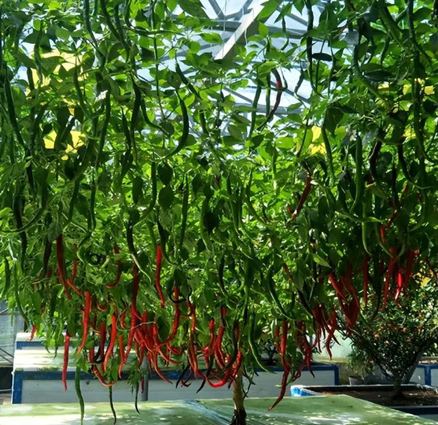 辣椒一般寿命几年,辣椒木质化后的寿命(2)
