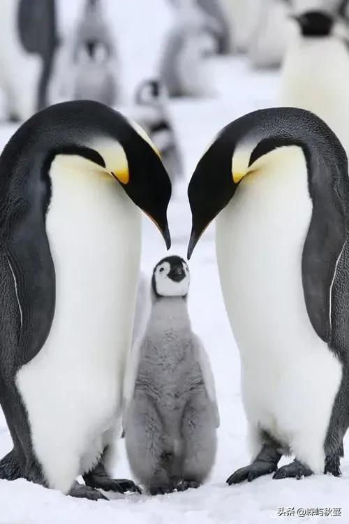 企鹅产卵什么时候最好,企鹅一般在几月份产卵呢(4)
