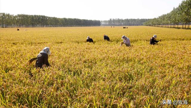 日本水稻亩产多少公斤,日本人为何不吃泰国香米(11)