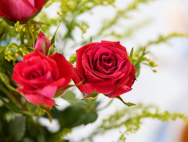 重瓣红玫瑰和金边玫瑰哪个好,墨红玫瑰好还是金边玫瑰好(2)