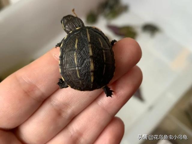果核龟的寿命,果核龟耐寒吗(1)