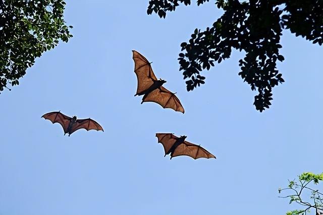 蝙蝠为什么携带那么多病毒没事,为什么蝙蝠有很多病毒但是没事(3)