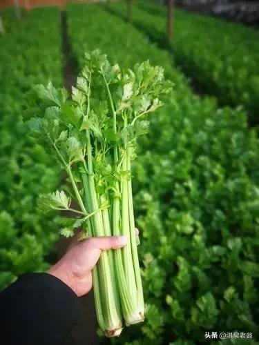 广东芹菜种植方法和时间,广东芹菜什么时候种最合适(3)