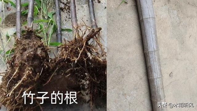 用什么除草剂才能把竹根除掉,有什么除草剂能使竹子根死掉(1)