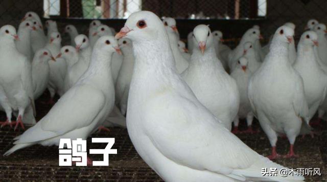鸽子养殖技术教程图解,鸽子养殖技巧和方法大全(1)