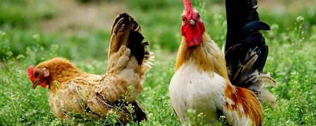 教你一招如何分辨公鸡母鸡,怎么判断公鸡还是母鸡(2)