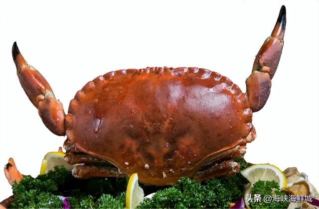 面包蟹怎样做好吃,死面包蟹怎么清蒸(1)