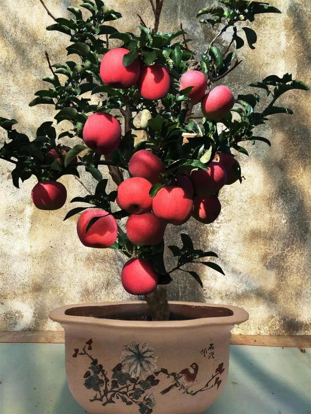 盆栽苹果树的嫁接方法,盆栽苹果树用什么嫁接(2)