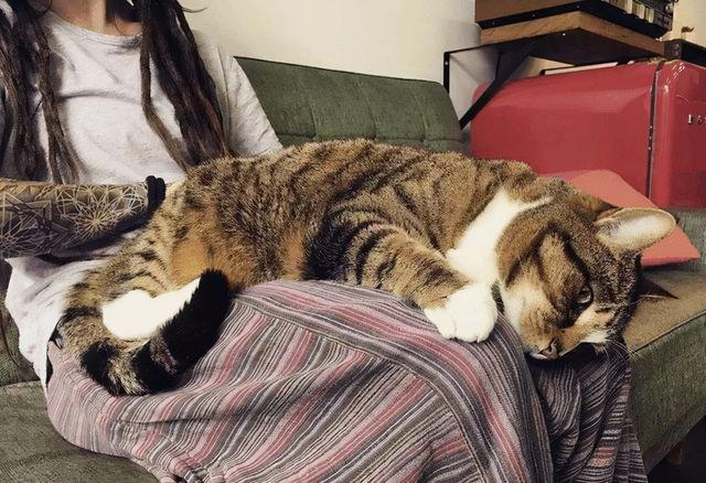 猫为什么喜欢躺在自己的腿上睡觉,猫为什么喜欢睡在脚边(4)