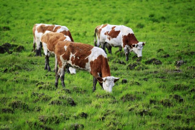 散户养牛的前景如何,散户养牛的缺点有哪些问题(5)