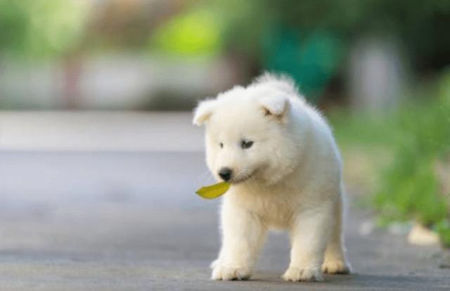 幼犬适合吃的食物,幼犬可以吃哪些食物(1)