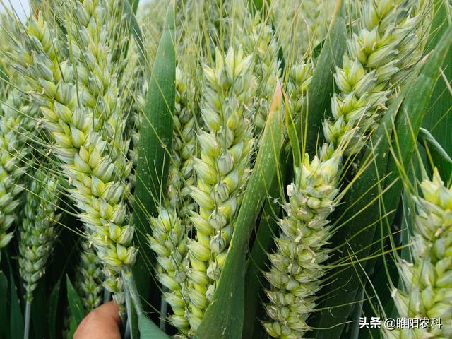 小麦早熟品种哪个最好,目前最早熟的小麦品种(5)