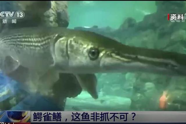 中华鲟干得过鳄雀鳝吗,长江白鲟和鳄雀鳝的区别(4)