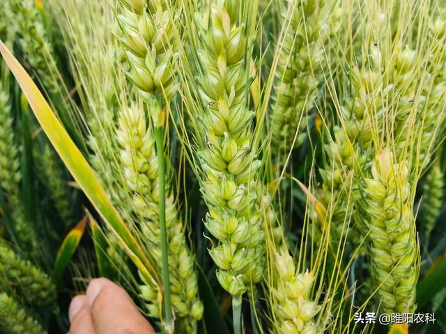 小麦种1211产量怎么样,小麦新品种产量排名(2)