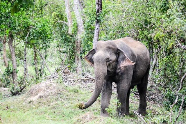 大象一般要*多久才能生下小象,大象要*几年才能生小象(4)