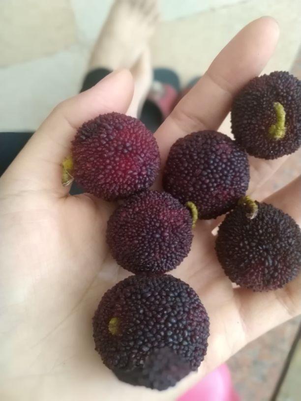 适合广西种植的水果,广西省适合种什么水果(1)