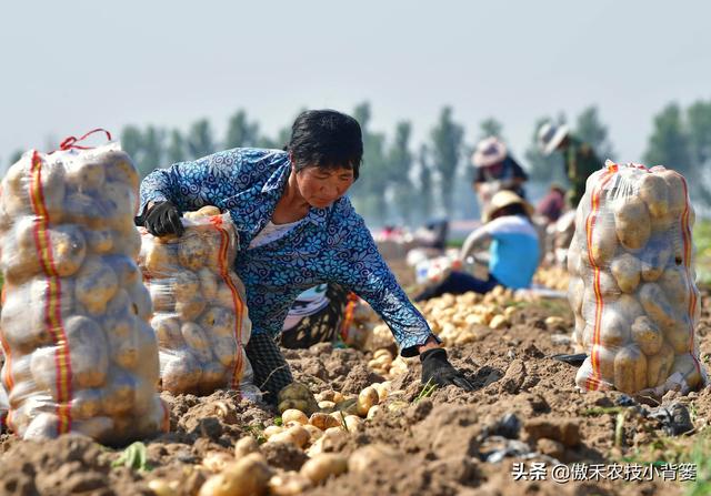 土豆高产种植技术和管理,土豆的种植技术和管理方法(14)