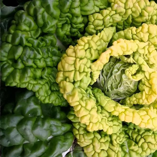 40度耐寒蔬菜品种大全,耐寒蔬菜种类排行榜前十名(3)