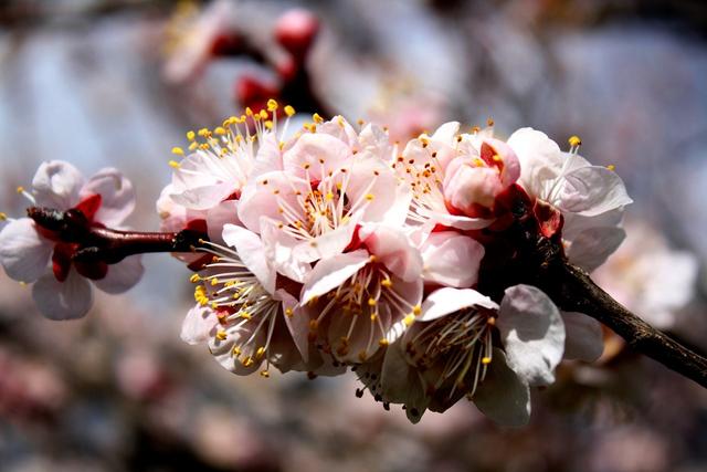 为什么说3月的桃花水是春天的竖琴,(2)