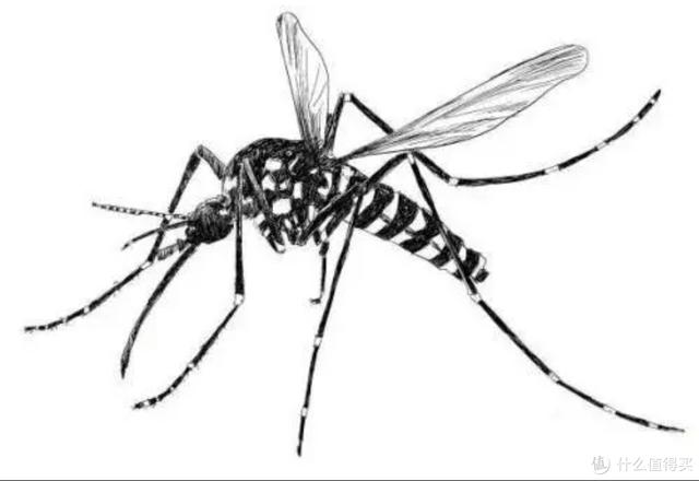 有什么打蚊子的工具,打蚊子的工具叫什么名字(2)