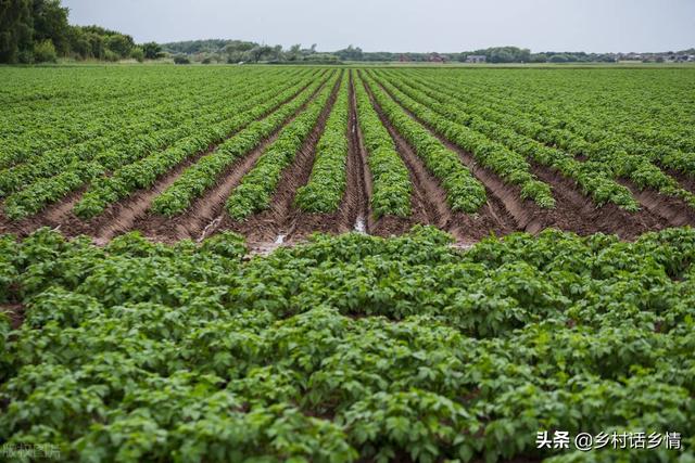 什么时候种大白菜中原地区,华北啥时候种大白菜(6)