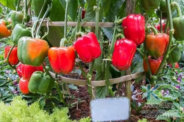 甜椒种植管理技术,甜椒种植技术和方法(1)