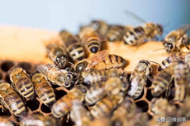 养蜂技术蜂王的图片,新手养蜂育蜂王技术(3)