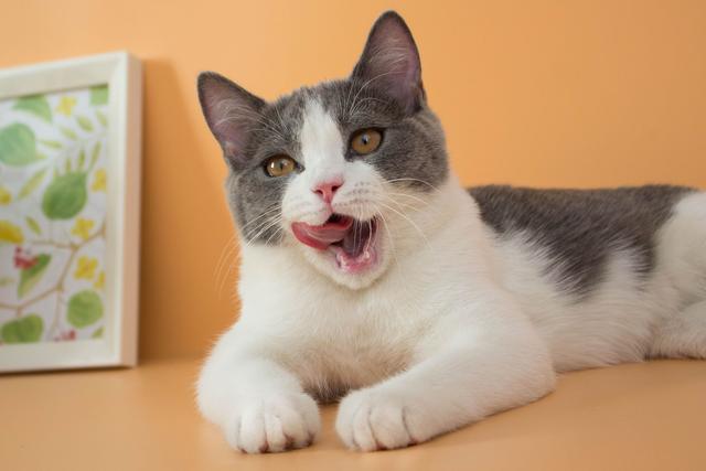 猫咪呕吐可以自愈吗,猫咪呕吐的处理方法(2)