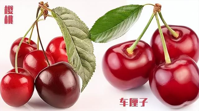 酸樱桃和樱桃的区别,吃生樱桃和熟樱桃有什么区别(2)