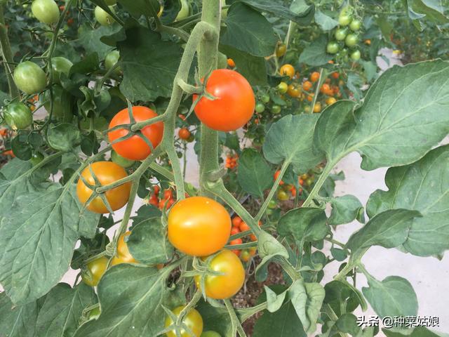 现在种茄子西红柿晚吧,种西红柿的地下茬能种茄子吗(1)