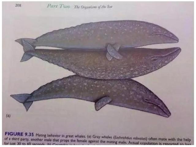 鲸鱼繁殖哔哩哔哩,鲸鱼的繁殖部位(3)