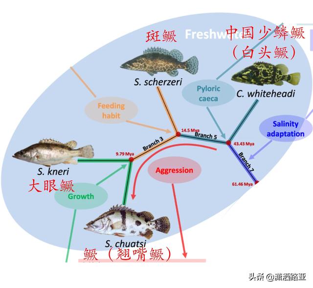 涨水鳜鱼会到水草区吗,鳜鱼在一般的池塘能养活吗(2)