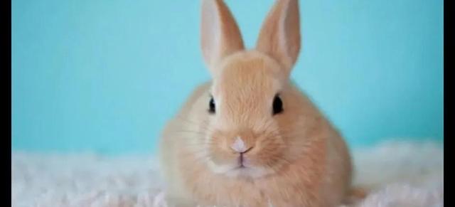 兔子的尾巴长多少身体长多少,兔子的尾巴最短的有多长(1)