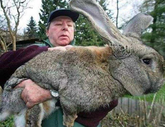 肉兔子可以活几年,兔子养几年才老(2)