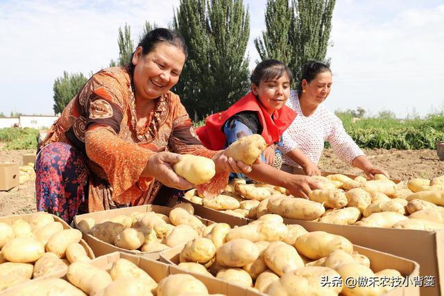 土豆高产种植技术和管理,土豆的种植技术和管理方法(4)