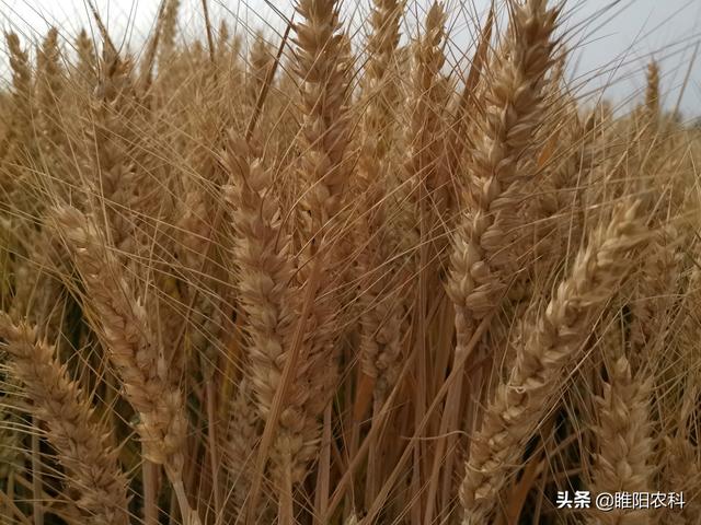 山农28小麦种哪里有售,山农29小麦品种哪里买(4)