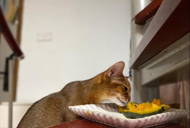 猫可以吃什么人类食物,狗最爱吃的10种食物(3)