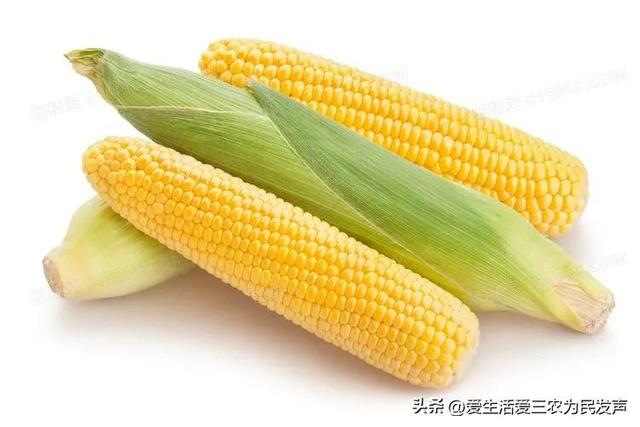 今年玉米种什么品种好,10个最好玉米品种夏播(3)