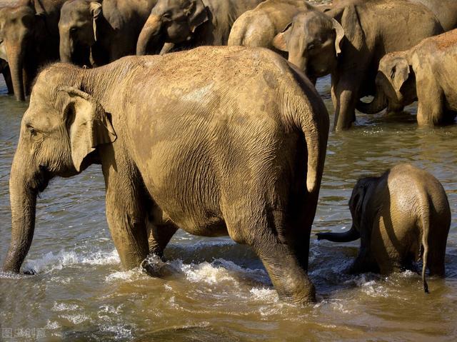 大象一般要*多久才能生下小象,大象要*几年才能生小象(3)