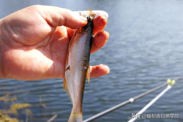 秋季钓白条鱼用什么饵,钓白条鱼配哪些饵料(4)