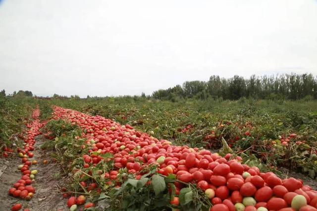 西红柿9月份还有吗,西红柿几月最便宜(1)