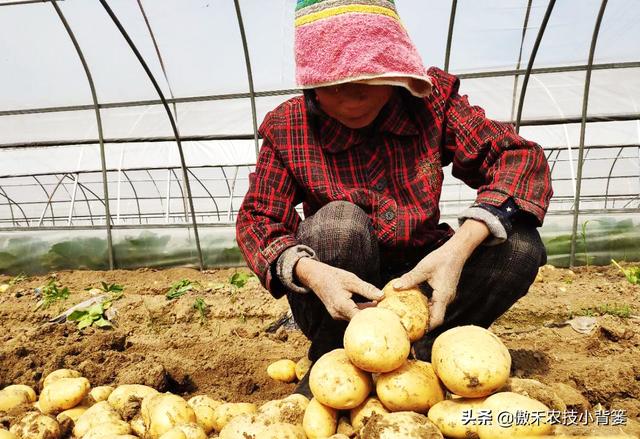 土豆高产种植技术和管理,土豆的种植技术和管理方法(2)