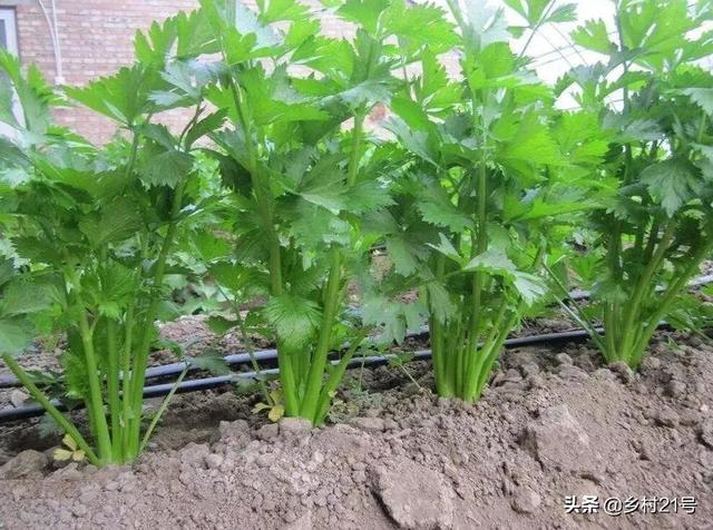 南方芹菜种植时间和方法,南方芹菜几月份种植最好(1)