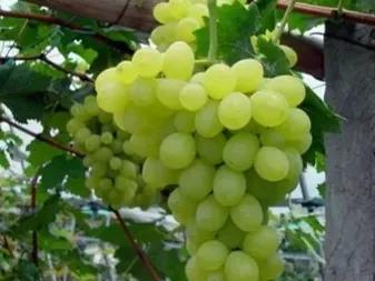 葡萄的味道怎么形容,形容葡萄的词语好吃(3)